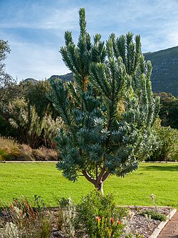 Silver tree in Kirstenbosch